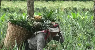 টাঙ্গাইলের বাজারে উঠছে জিআই স্বীকৃতি পাওয়া মধুপুরের আনারস